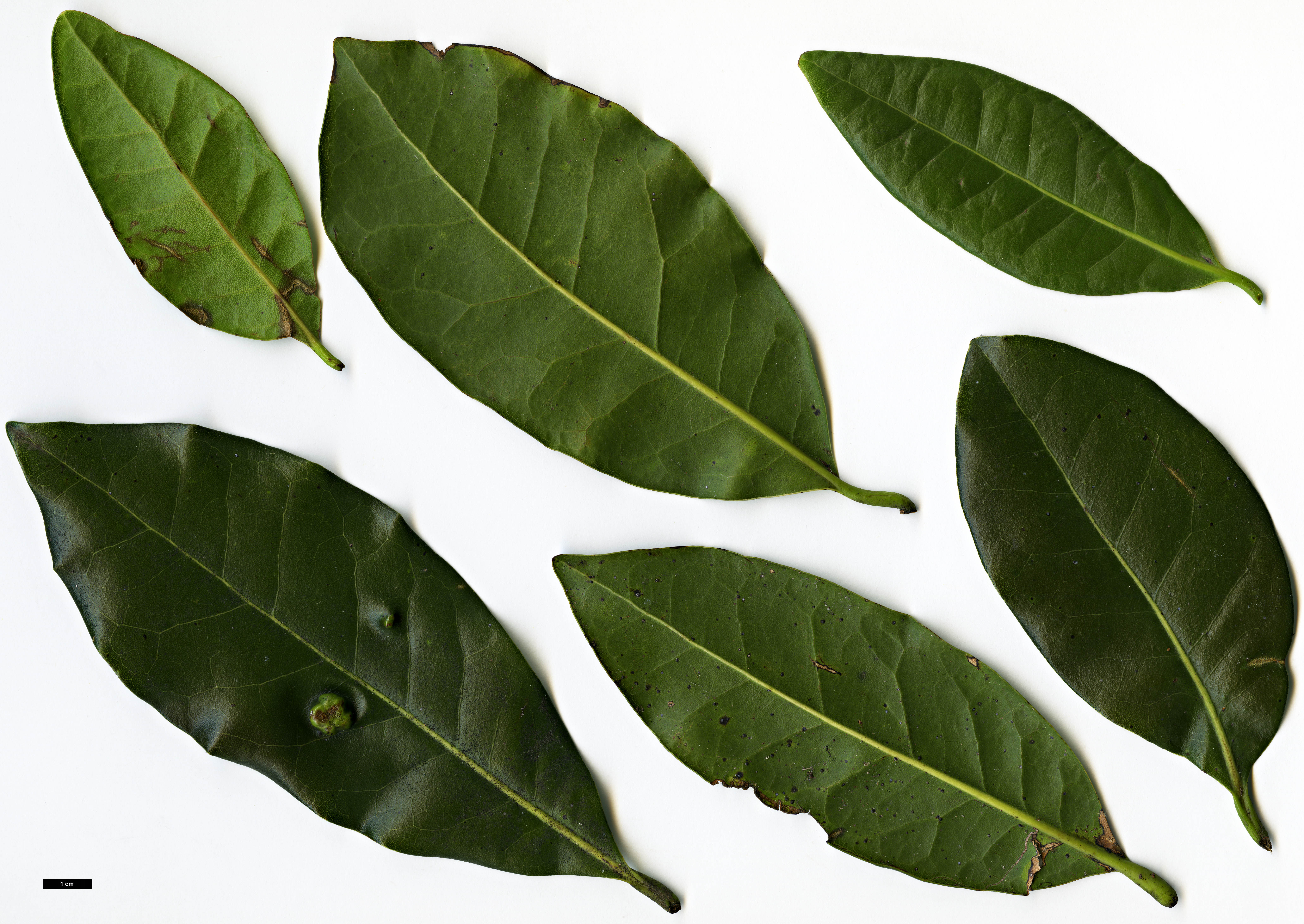 High resolution image: Family: Lauraceae - Genus: Apollonias - Taxon: barbujana High resolution image: Family: Lauraceae - Genus: Apollonias - Taxon: barbujana